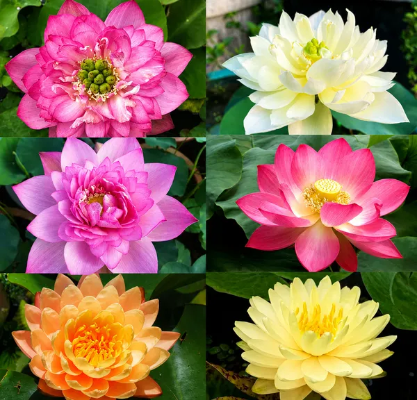Exotic_Lotus_Flower_Tubers_–_Mixed_Color_Collection