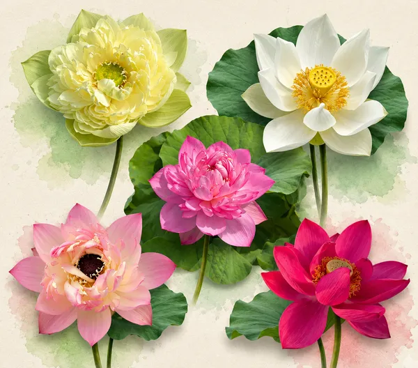 Exotic_Lotus_Flower_Tubers_–_Mixed_Color_Collection