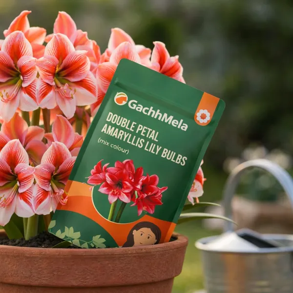 Double_Petal_Amaryllis_Lily_Bulbs_(Mix_Colour)_–_Pack_of_5_Premium_Flower_Bulbs