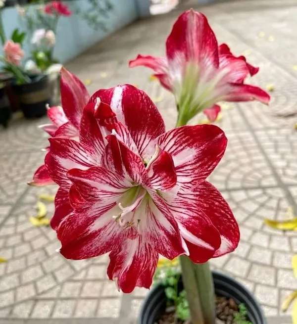 Double_Petal_Amaryllis_Lily_Bulbs_(Mix_Colour)_–_Pack_of_5_Premium_Flower_Bulbs