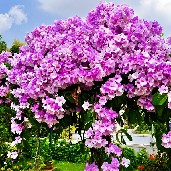 Garlic_Vine_Flower_Plant_(Mansoa_Alliacea)_–_Fragrant_Purple_Flowering_Climber_Live_Plant