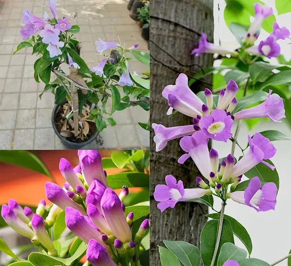 Garlic_Vine_Flower_Plant_(Mansoa_Alliacea)_–_Fragrant_Purple_Flowering_Climber_Live_Plant