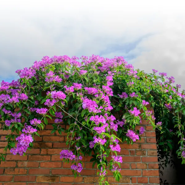 Garlic_Vine_Flower_Plant_(Mansoa_Alliacea)_–_Fragrant_Purple_Flowering_Climber_Live_Plant