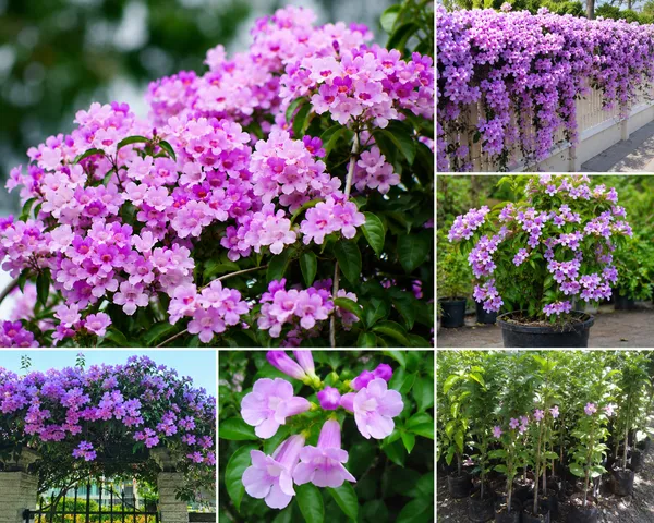 Garlic_Vine_Flower_Plant_(Mansoa_Alliacea)_–_Fragrant_Purple_Flowering_Climber_Live_Plant