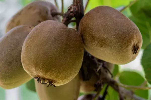 Hybrid_Kiwi_Fruit_Plant_(Actinidia_deliciosa)_–_High_Yield_Exotic_Fruit_Plant_|_Live_Healthy_Sapling