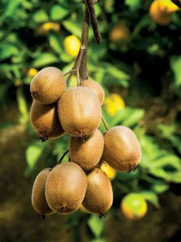 Hybrid_Kiwi_Fruit_Plant_(Actinidia_deliciosa)_–_High_Yield_Exotic_Fruit_Plant_|_Live_Healthy_Sapling