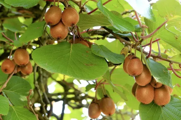Hybrid_Kiwi_Fruit_Plant_(Actinidia_deliciosa)_–_High_Yield_Exotic_Fruit_Plant_|_Live_Healthy_Sapling