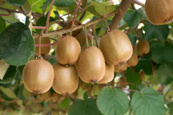 Hybrid_Kiwi_Fruit_Plant_(Actinidia_deliciosa)_–_High_Yield_Exotic_Fruit_Plant_|_Live_Healthy_Sapling