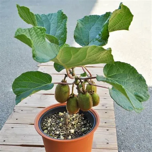 Hybrid_Kiwi_Fruit_Plant_(Actinidia_deliciosa)_–_High_Yield_Exotic_Fruit_Plant_|_Live_Healthy_Sapling