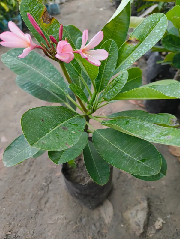 Kath_Golap_(Pink_Plumeria)_Live_Plant_Fragrant_Flowering_Champa_Plant_for_Home_Garden