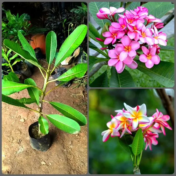 Kath_Golap_(Pink_Plumeria)_Live_Plant_Fragrant_Flowering_Champa_Plant_for_Home_Garden