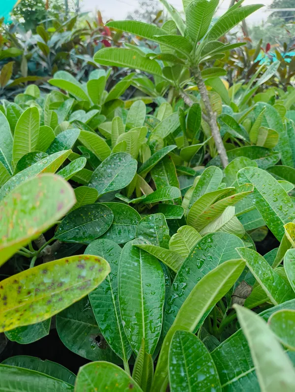 Kath_Golap_(Pink_Plumeria)_Live_Plant_Fragrant_Flowering_Champa_Plant_for_Home_Garden