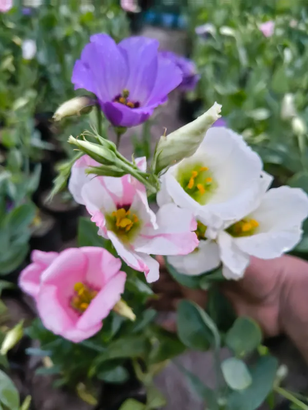 Multicolor_Lisianthus_Flower_Plant_Pack_Of_4_|_Premium_Seasonal_Blooming_Plant_for_Home_Garden