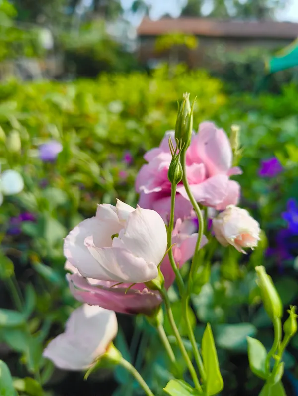 Multicolor_Lisianthus_Flower_Plant_Pack_Of_4_|_Premium_Seasonal_Blooming_Plant_for_Home_Garden