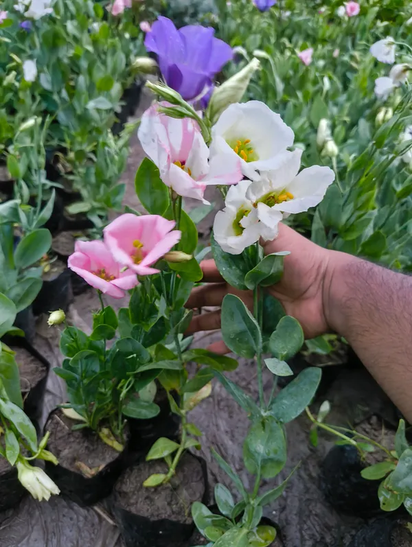 Multicolor_Lisianthus_Flower_Plant_Pack_Of_4_|_Premium_Seasonal_Blooming_Plant_for_Home_Garden
