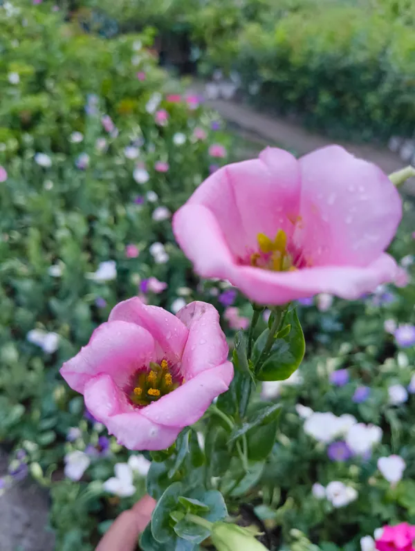 Multicolor_Lisianthus_Flower_Plant_Pack_Of_4_|_Premium_Seasonal_Blooming_Plant_for_Home_Garden