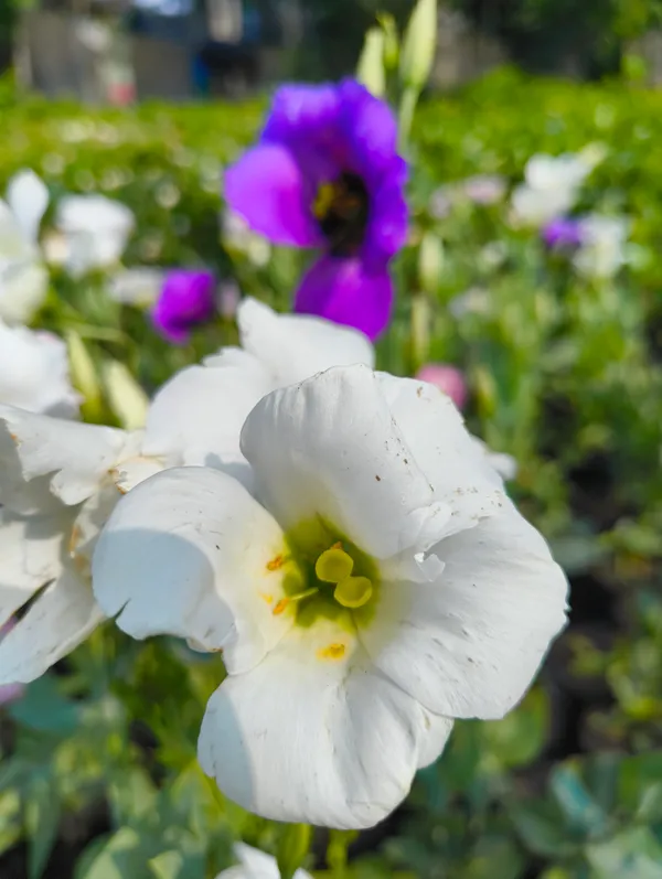 Multicolor_Lisianthus_Flower_Plant_Pack_Of_4_|_Premium_Seasonal_Blooming_Plant_for_Home_Garden