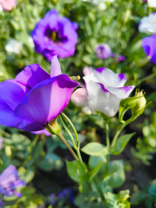 Multicolor_Lisianthus_Flower_Plant_Pack_Of_4_|_Premium_Seasonal_Blooming_Plant_for_Home_Garden