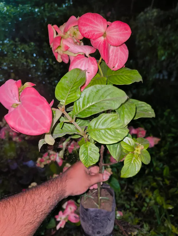 Mussaenda_Pink_Live_Plant__|_Exotic_Flowering_Plant_for_Home_Garden,_Balcony_&_Outdoor_Decoration