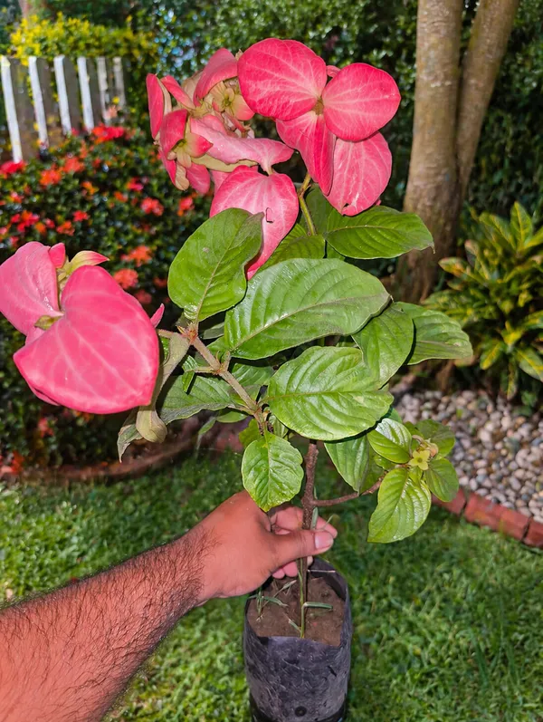 Mussaenda_Pink_Live_Plant__|_Exotic_Flowering_Plant_for_Home_Garden,_Balcony_&_Outdoor_Decoration