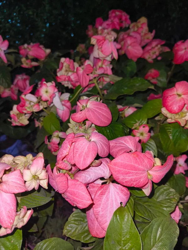 Mussaenda_Pink_Live_Plant__|_Exotic_Flowering_Plant_for_Home_Garden,_Balcony_&_Outdoor_Decoration