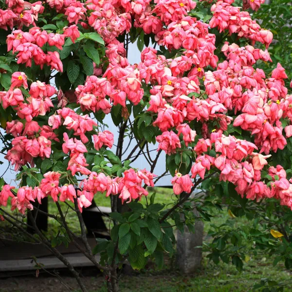 Mussaenda_Pink_Live_Plant__|_Exotic_Flowering_Plant_for_Home_Garden,_Balcony_&_Outdoor_Decoration