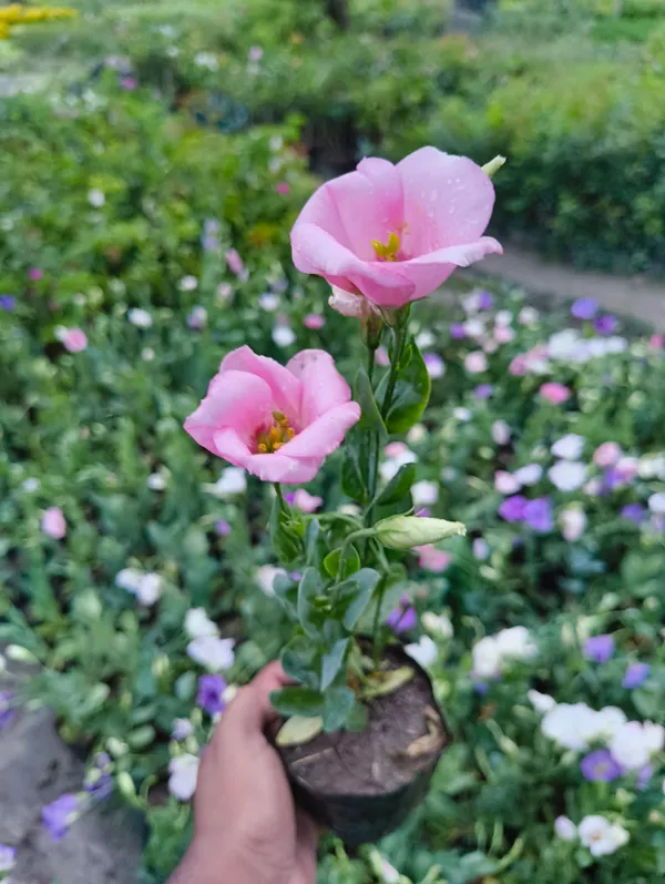 Pink_Lisianthus_Flower_Plant_|_Premium_Seasonal_Blooming_Plant_for_Home_Garden