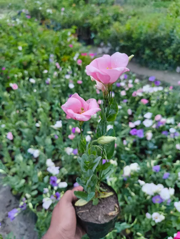 Pink_Lisianthus_Flower_Plant_|_Premium_Seasonal_Blooming_Plant_for_Home_Garden