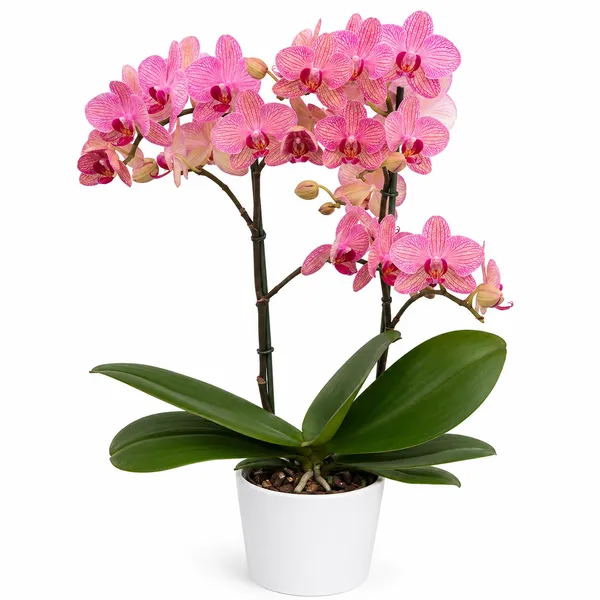 Pink_Phalaenopsis_Orchid_Live_Plant_|_Long_Blooming_Indoor_Flowering_Plant_in_Pot