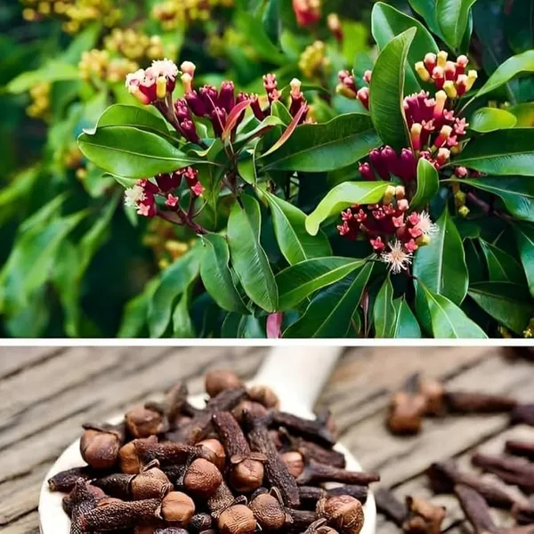 Premium_Clove_(Laung)_Plant_