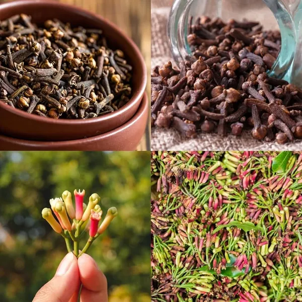 Premium_Clove_(Laung)_Plant_