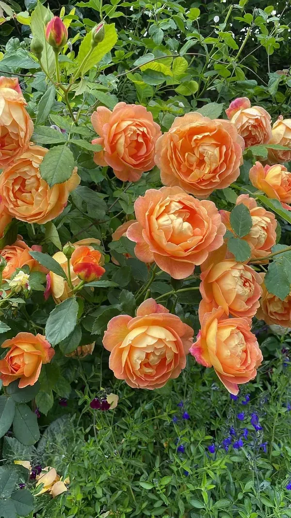 Premium_Orange_Rose_Plant_–_Hybrid_Garden_Rose_|_Heavy_Blooming_&_Fragrant_Variety