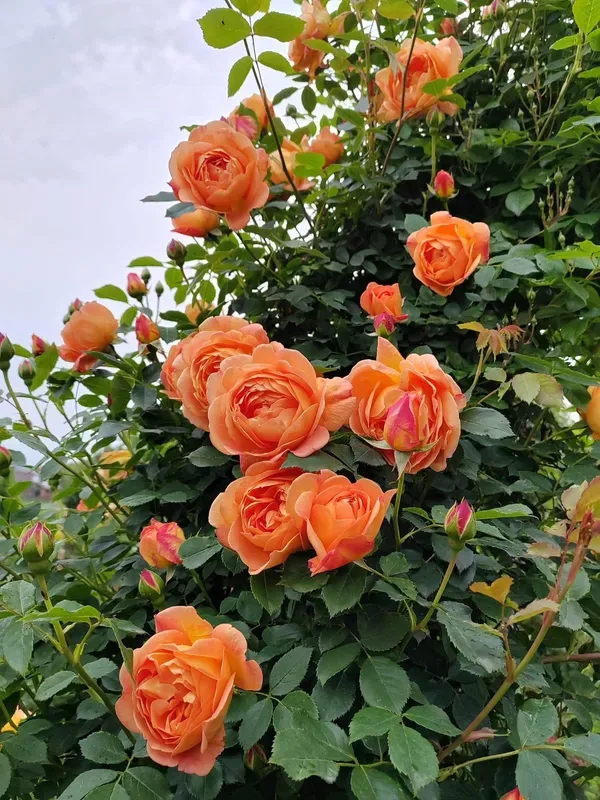Premium_Orange_Rose_Plant_–_Hybrid_Garden_Rose_|_Heavy_Blooming_&_Fragrant_Variety