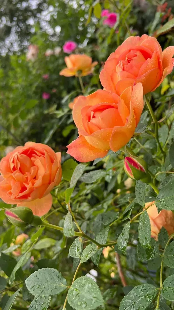 Premium_Orange_Rose_Plant_–_Hybrid_Garden_Rose_|_Heavy_Blooming_&_Fragrant_Variety