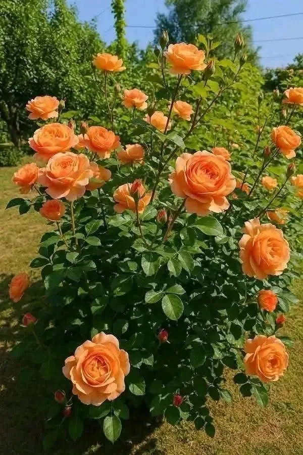Premium_Orange_Rose_Plant_–_Hybrid_Garden_Rose_|_Heavy_Blooming_&_Fragrant_Variety