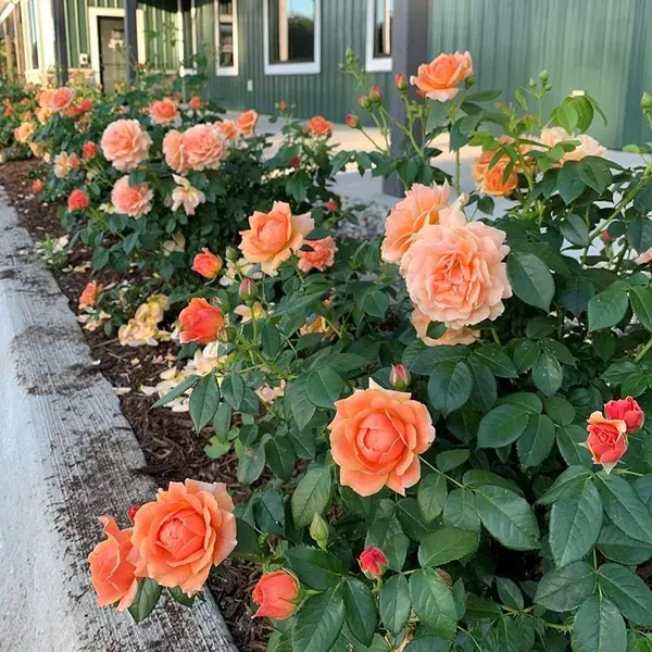 Premium_Orange_Rose_Plant_–_Hybrid_Garden_Rose_|_Heavy_Blooming_&_Fragrant_Variety