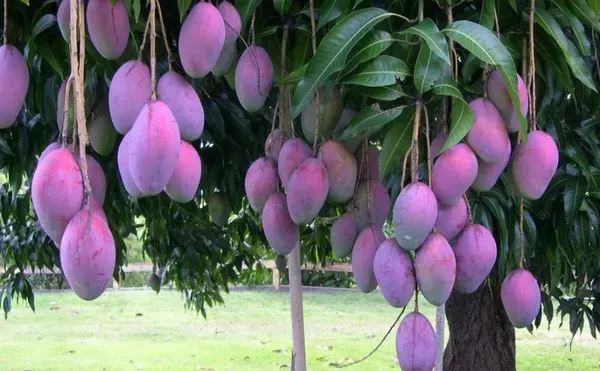 Premium_Purple_Miyazaki_Mango_Grafted_Plant_(Rare_Japanese_Variety)