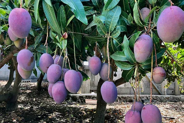 Premium_Purple_Miyazaki_Mango_Grafted_Plant_(Rare_Japanese_Variety)