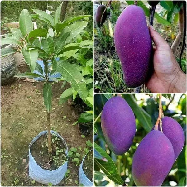 Premium_Purple_Miyazaki_Mango_Grafted_Plant_(Rare_Japanese_Variety)