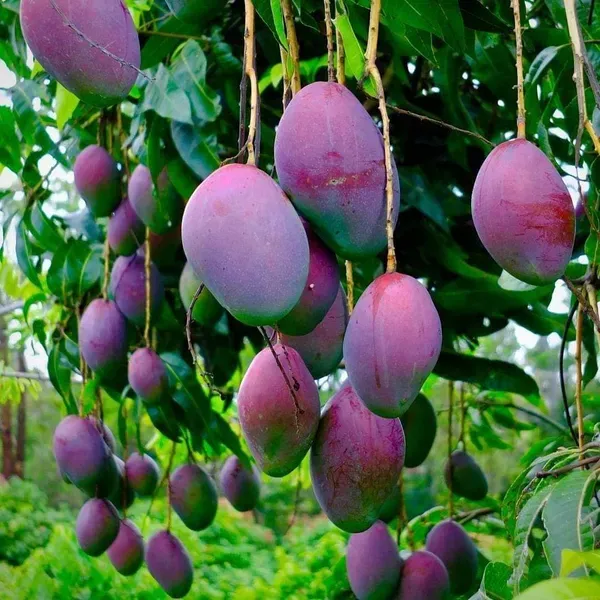 Premium_Purple_Miyazaki_Mango_Grafted_Plant_(Rare_Japanese_Variety)