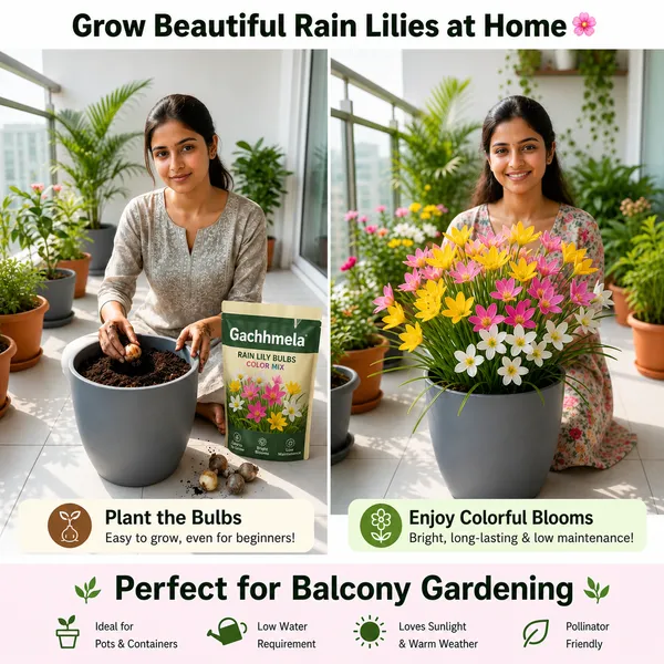 Rain_Lily_Flower_Bulbs_Mixed_Color_|_Premium_Balcony_Bloom_Collection
