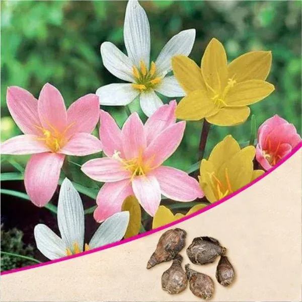Rain_Lily_Flower_Bulbs_Mixed_Color_|_Premium_Balcony_Bloom_Collection