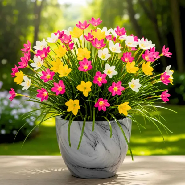 Rain_Lily_Flower_Bulbs_Mixed_Color_|_Premium_Balcony_Bloom_Collection