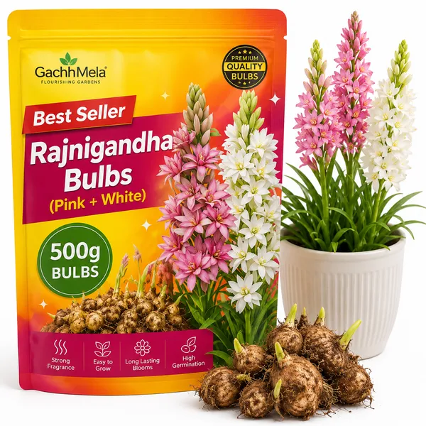 Rajnigandha_Flower_Bulbs_Combo_(Pink_+_White)_–_500g_Premium_Bulbs_for_Home_Gardening