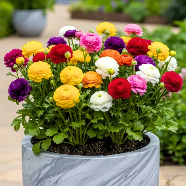 Ranunculus_Flower_Bulbs_Pack_of_10