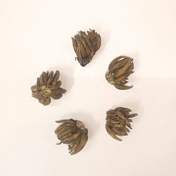 Ranunculus_Flower_Bulbs_Pack_of_10