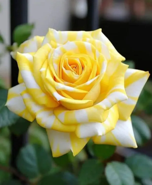 Rare_4_Color_Rose_Plants_Combo_(Green,_Blue,_Yellow_Stripe_&_Black_Rose)