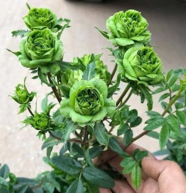 Rare_4_Color_Rose_Plants_Combo_(Green,_Blue,_Yellow_Stripe_&_Black_Rose)