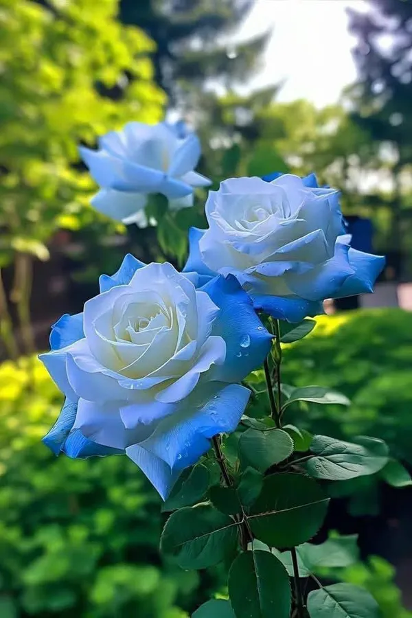Rare_4_Color_Rose_Plants_Combo_(Green,_Blue,_Yellow_Stripe_&_Black_Rose)