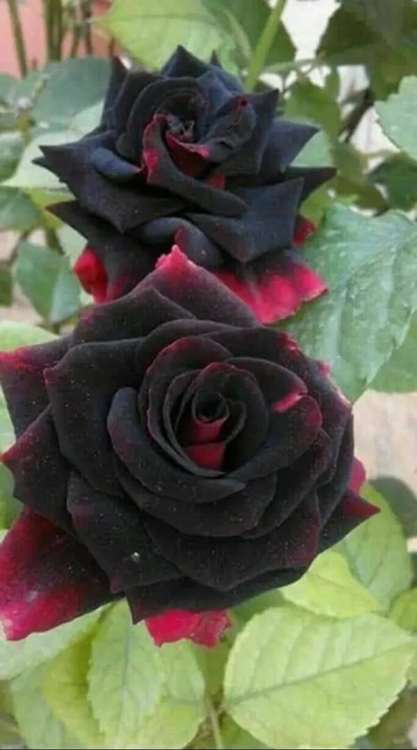 Rare_4_Color_Rose_Plants_Combo_(Green,_Blue,_Yellow_Stripe_&_Black_Rose)